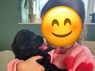Cockapoo dogs F1 Cockapoo Pups,Ready soon for Loving Homes - Advert 1