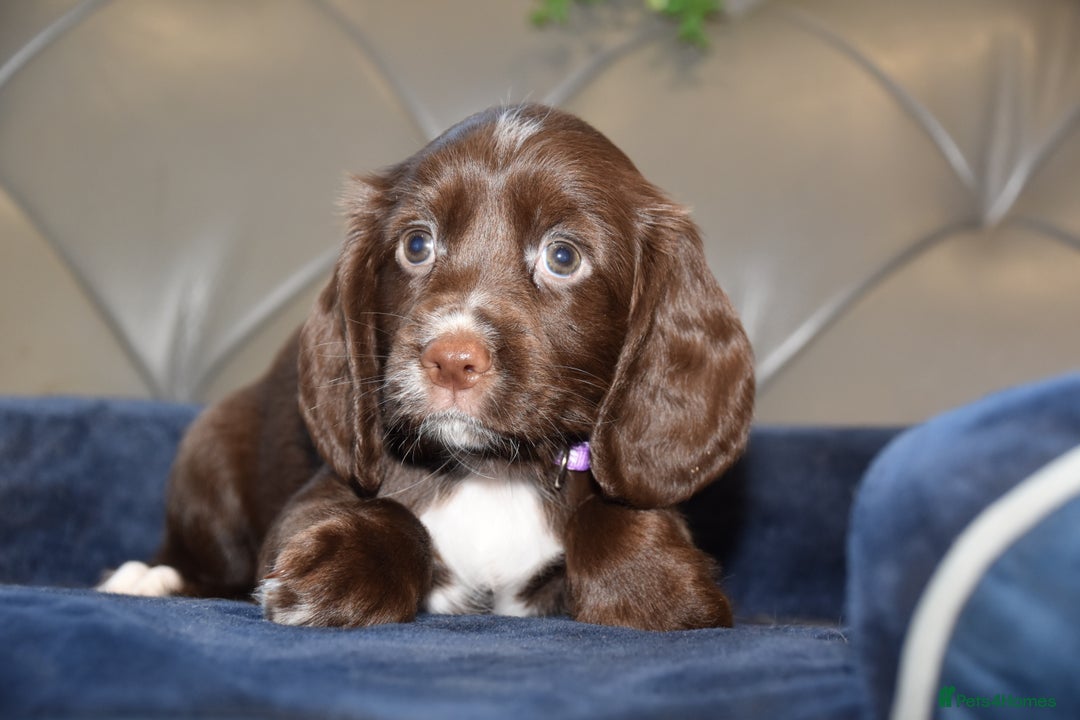Cocker Spaniel dogs for sale: Kc Reg Health Tested Cocker Spaniel Puppies - Advert 33