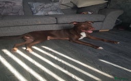 Mixed Breed dogs for sale: Xl,staffy,collie mix boy 7 months - Image 9