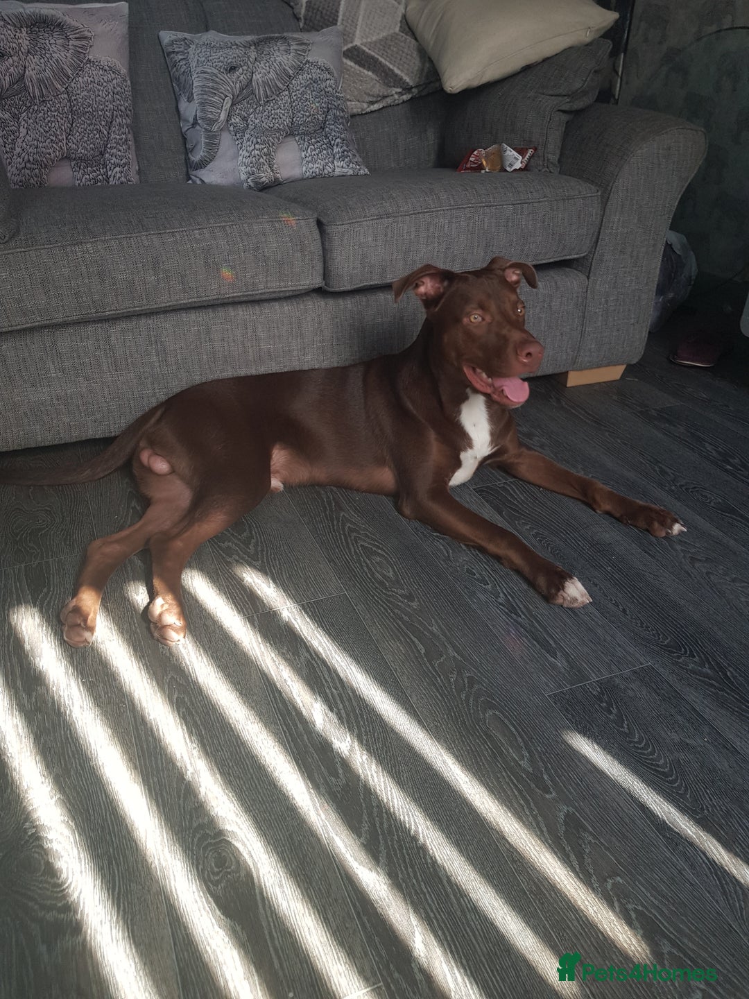 Mixed Breed dogs for sale: Xl,staffy,collie mix boy 7 months - Image 9
