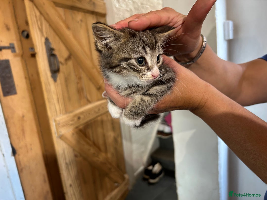 Mixed Breed cats for sale: Mixed coloured 8week old kittens  - Image 1
