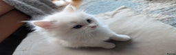 Ragdoll cats for sale: Gorgeous Ragdoll Kittens  - Advert 3