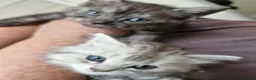 British Shorthair cats for sale: Litter of 5 British Short Hair ready for rehoming - Advert 11