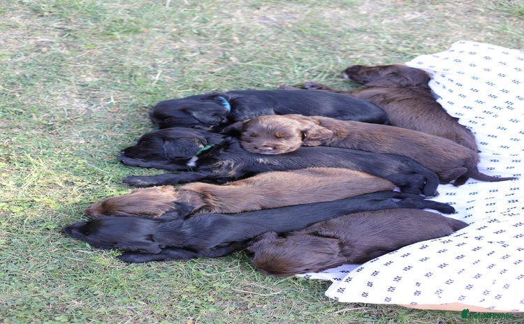 Cocker Spaniel dogs - Advert 1