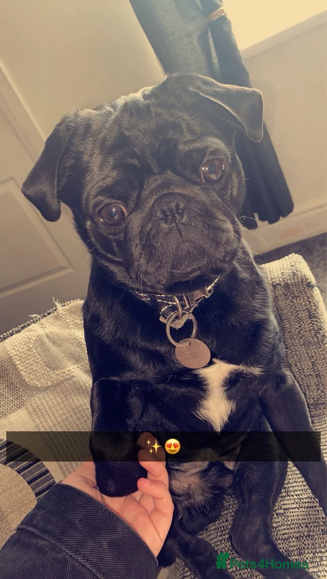 Pug dogs for stud: Frankie the black pug  in Barnsley - Advert 4