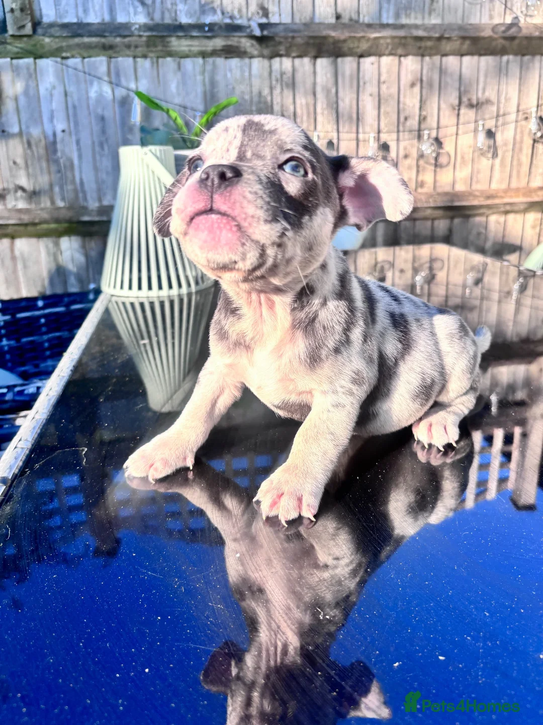 Mixed Breed dogs for sale: French bulldog x pocket bully in Crowborough - Advert 7