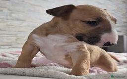 English Bull Terrier dogs for sale: Top Quality health tested champions lines - Image 8
