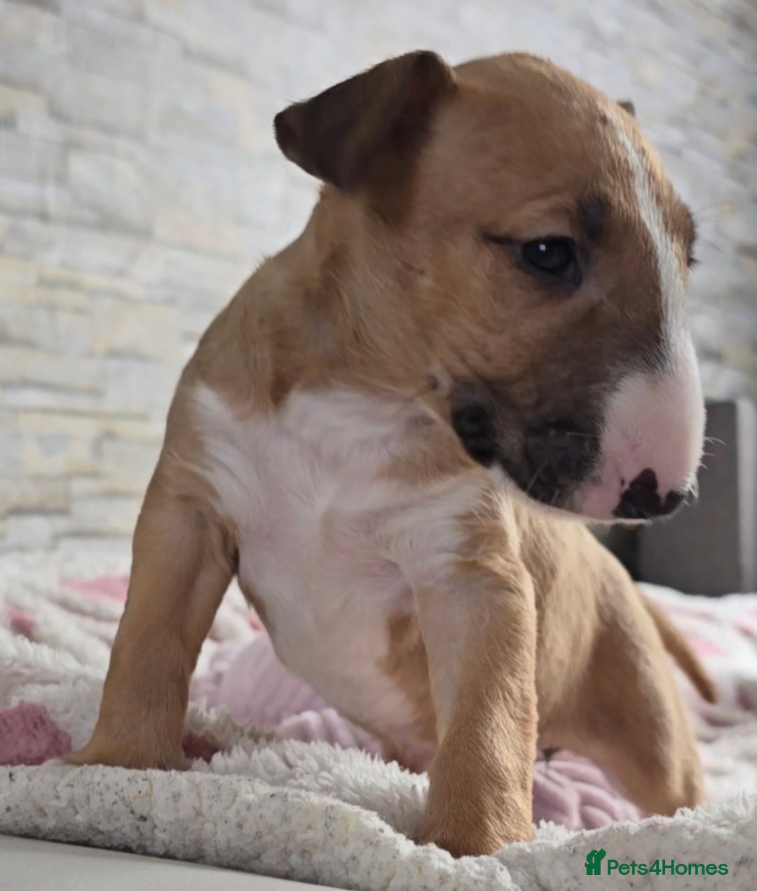 English Bull Terrier dogs for sale: Top Quality health tested champions lines - Image 8