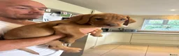 Mixed Breed dogs for sale: 2 female Vizslador puppies READY NOW   - Advert 3