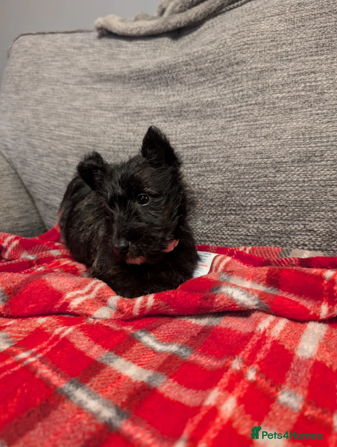 Scottish Terrier dogs for sale: Scottish terrier pup for sale - Advert 2