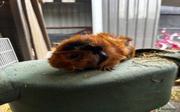 Guinea Pig rodents for sale: Guinea pigs - Image 12