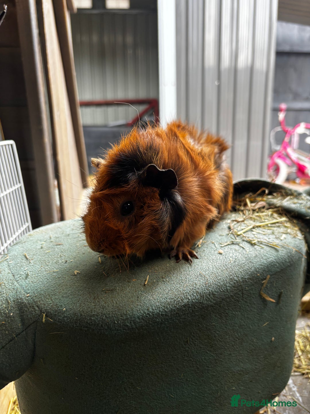 Guinea Pig rodents for sale: Guinea pigs - Image 12
