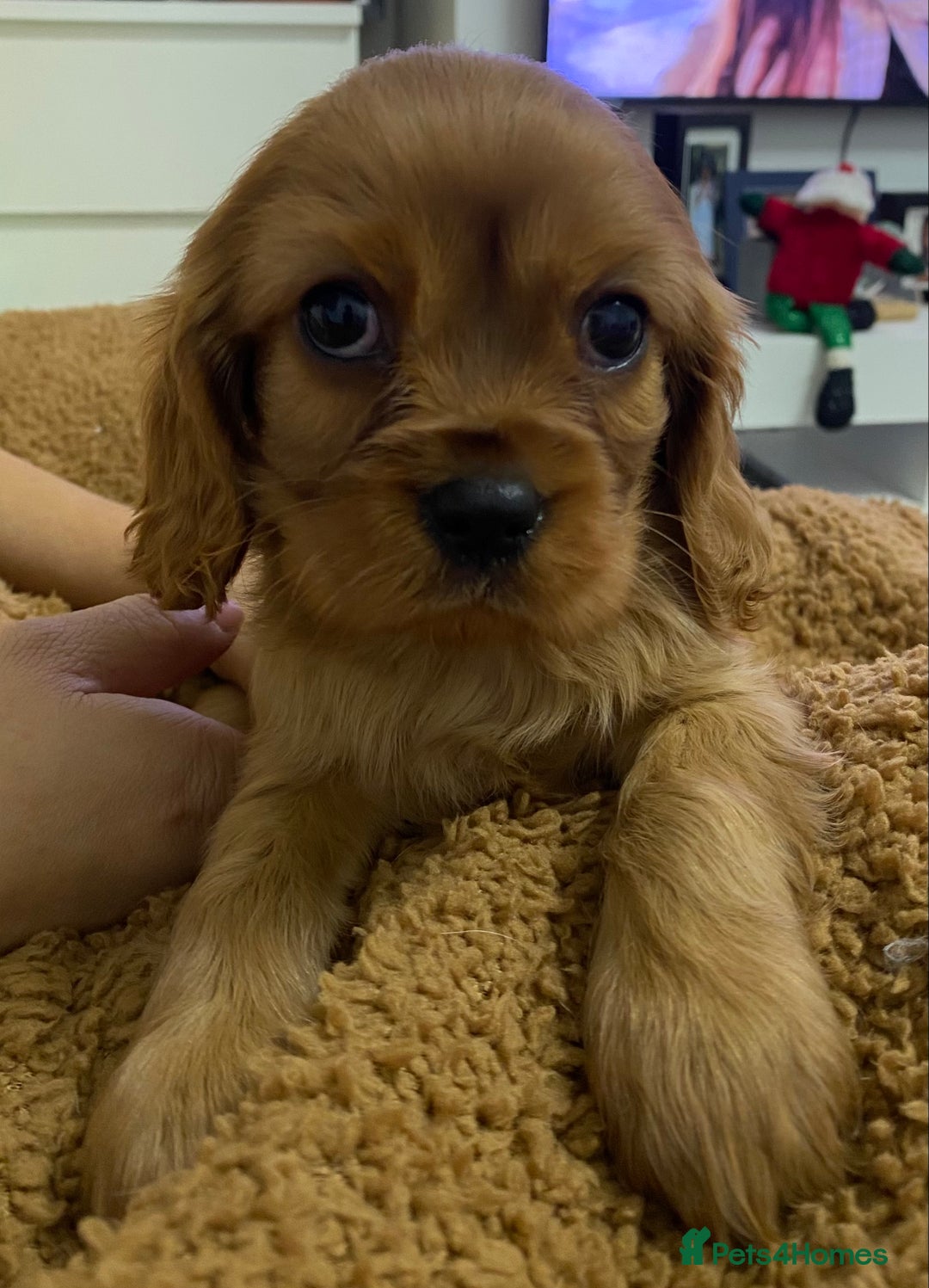 Cavalier King Charles Spaniel dogs for sale: pure Cavalier King Charlse Spaniel - Advert 4