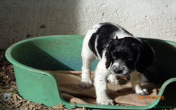 English Springer Spaniel dogs for sale: KC registered Springer Spaniel - Image 3
