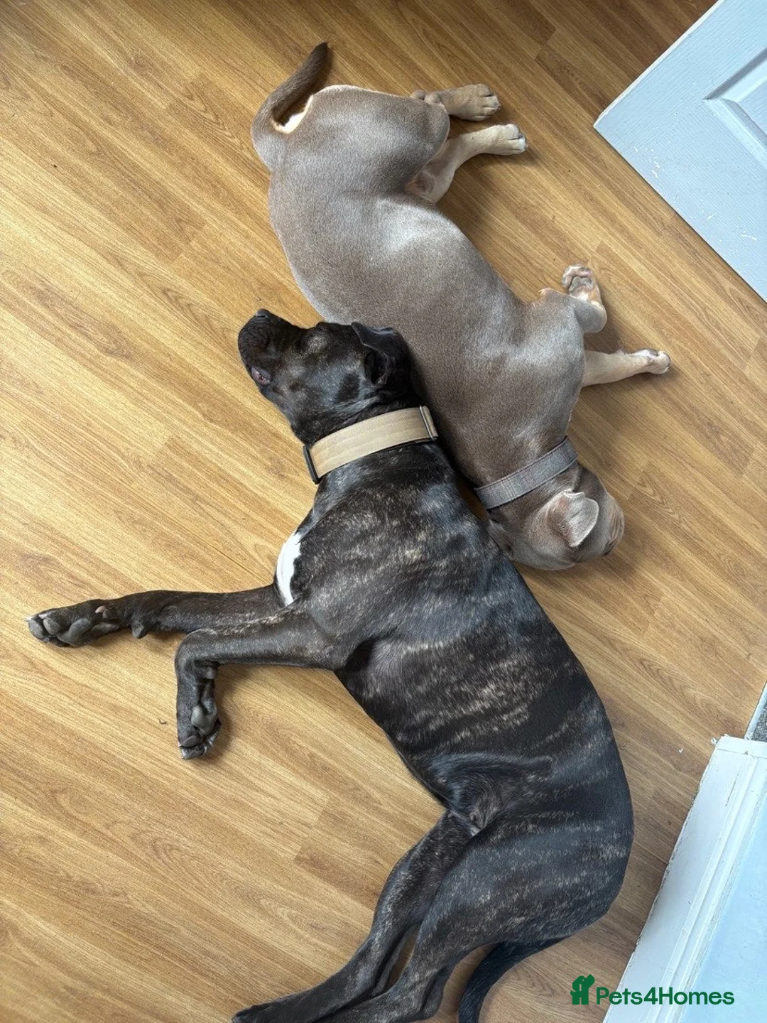 Mixed Breed dogs for sale: CaneCorso X Bully puppy’s  - Advert 17