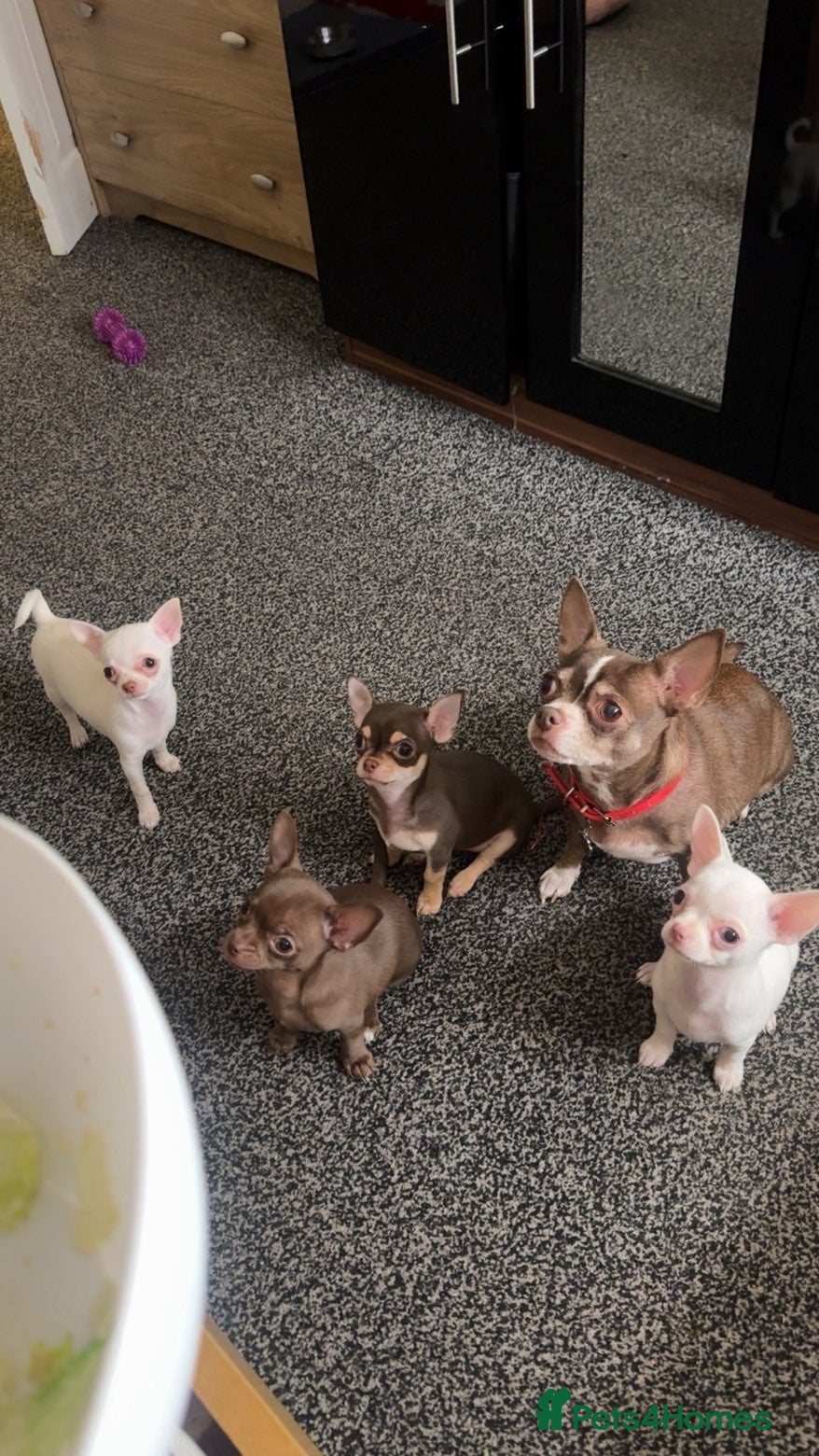 Chihuahua dogs 4 beautiful chihuahuas puppies for sale - Advert 4