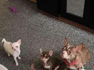 Chihuahua dogs 4 beautiful chihuahuas puppies for sale - Advert 4