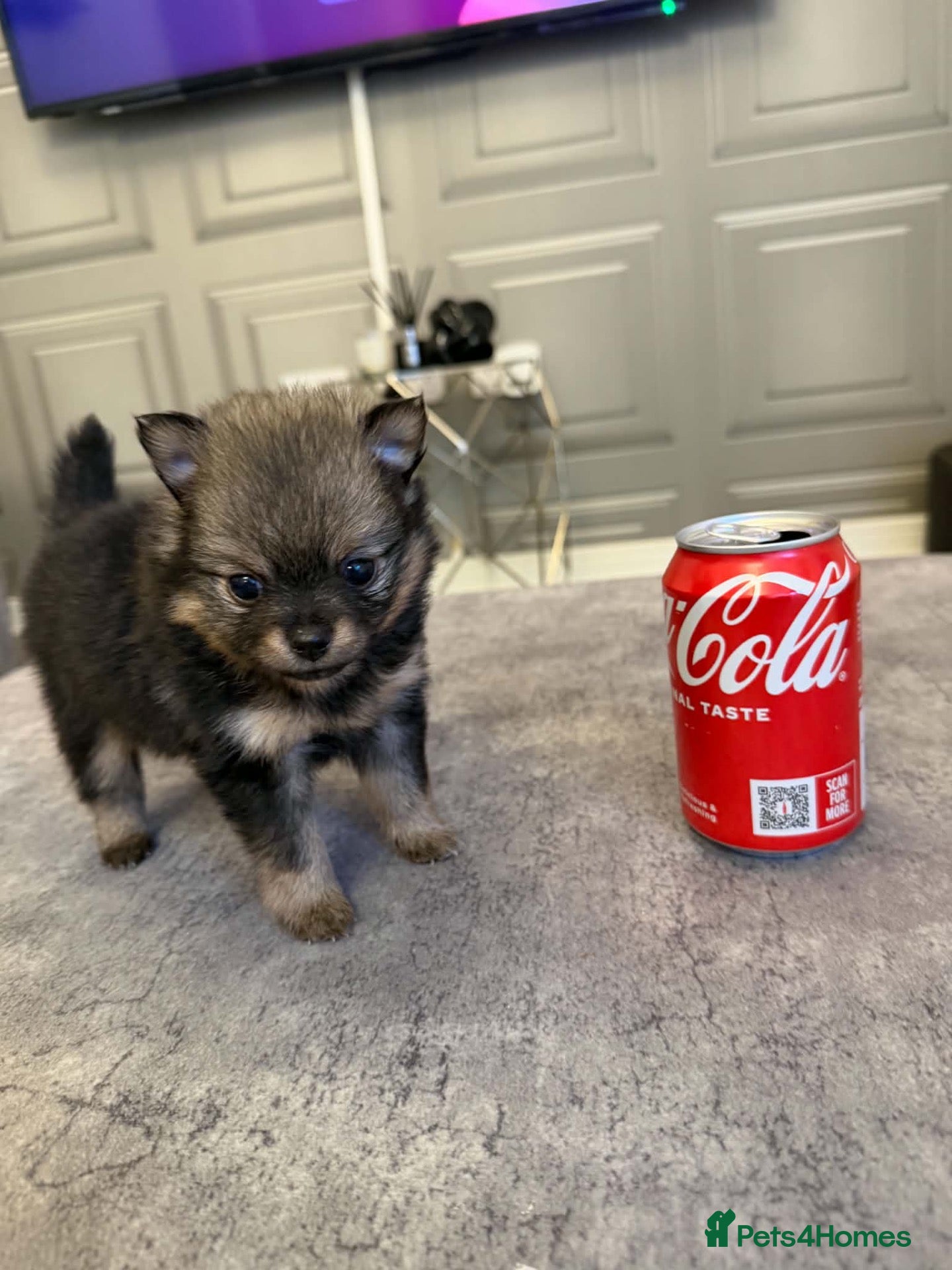 Pomchi dogs 3/4 poms  - Advert 2