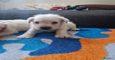 Miniature Schnauzer dogs Miniature schnauzer READY 21 DECEMBER  - Advert 4