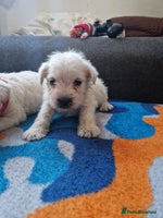 Miniature Schnauzer dogs Miniature schnauzer READY 21 DECEMBER - Advert 1