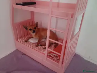 Chihuahua dogs AVAILABLE: PRICE LOWERED - Advert 16