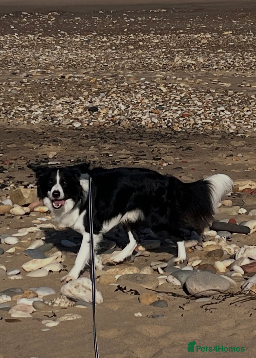Border Collie dogs for stud: 🐾 Handsome Purebred Border Collie Stud 🐾 - Advert 11