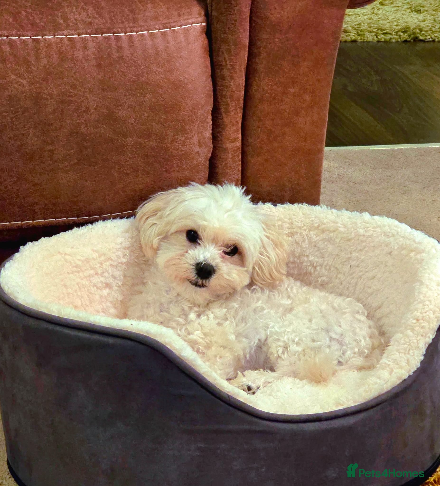 Maltipoo dogs Beautiful friendly pet looking for loving home. - Advert 1