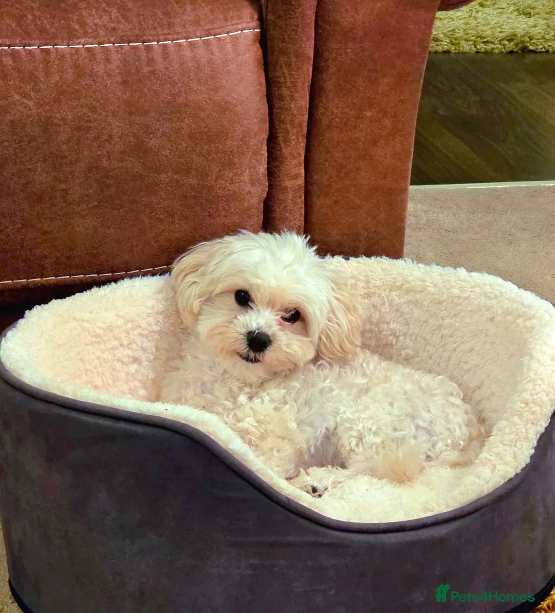 Maltipoo dogs for sale: Beautiful friendly pet looking for loving home. in Hinckley - Advert 1