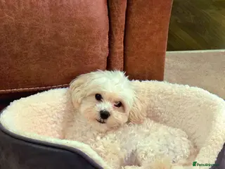 Maltipoo dogs Beautiful friendly pet looking for loving home. - Advert 3