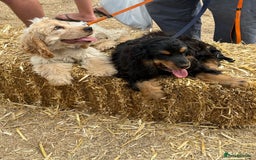Cocker Spaniel dogs for sale: Show type cocker  - Image 1