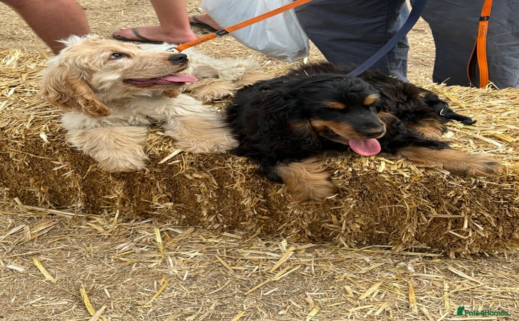 Cocker Spaniel dogs - Advert 10