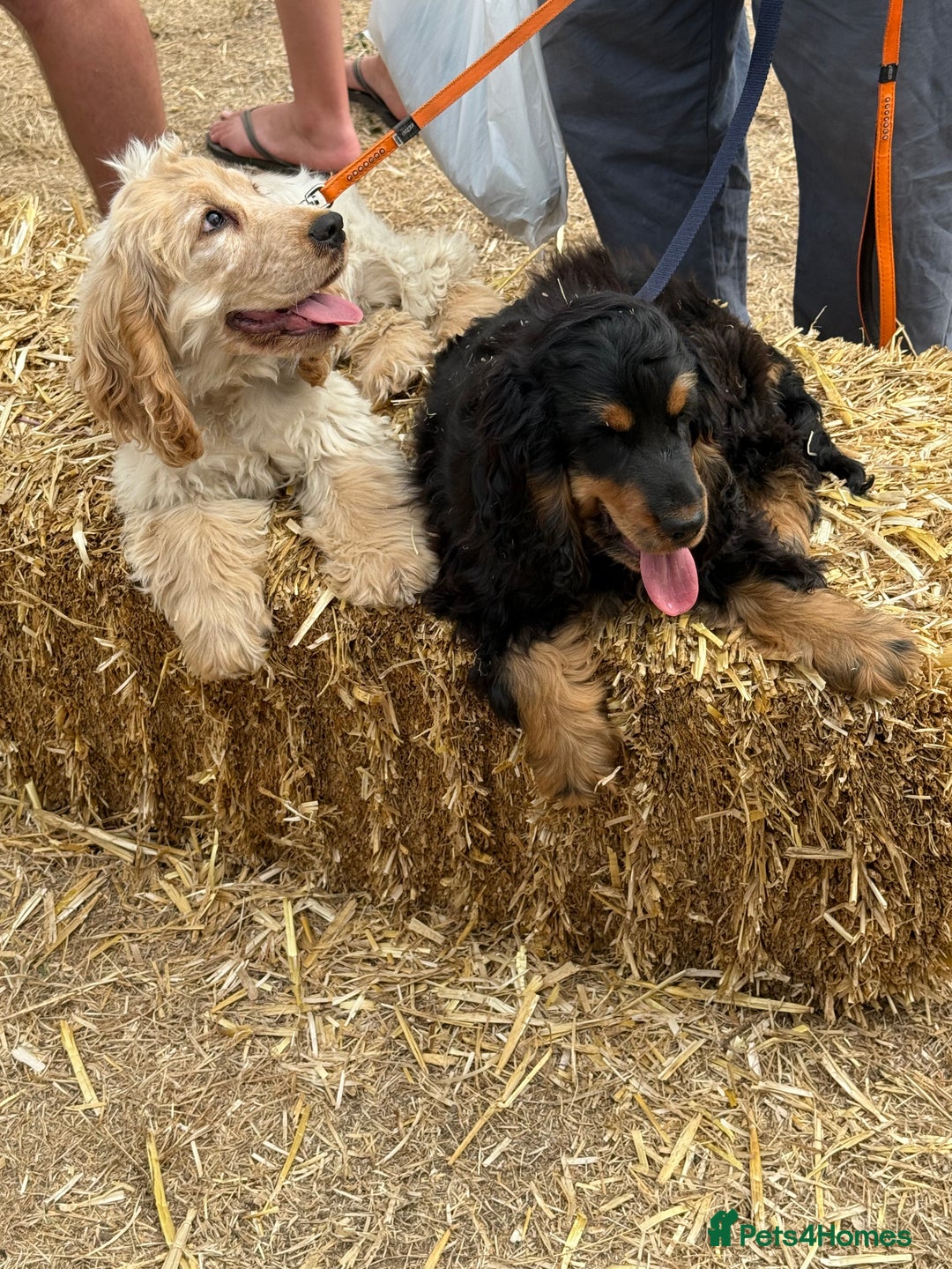 Cocker Spaniel dogs for sale: Show type cocker  - Image 1