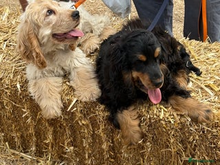 Cocker Spaniel dogs - Advert 4