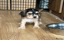 Cocker Spaniel dogs for sale: Handsome boys - Image 27