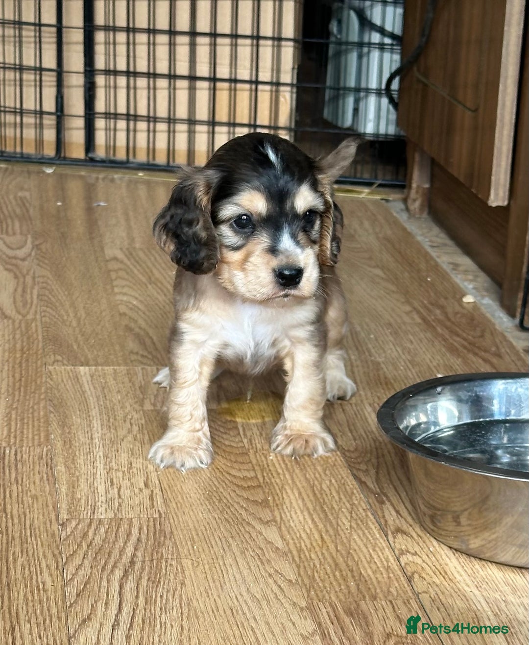 Cocker Spaniel dogs for sale: Handsome boys - Image 27