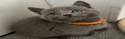 Russian Blue cats for sale: Russian Blue kittens  - Advert 18