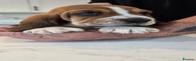 Basset Hound 3