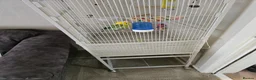 Budgerigars birds for sale: Budgie & cage with accessories. in Walsall - Advert 5