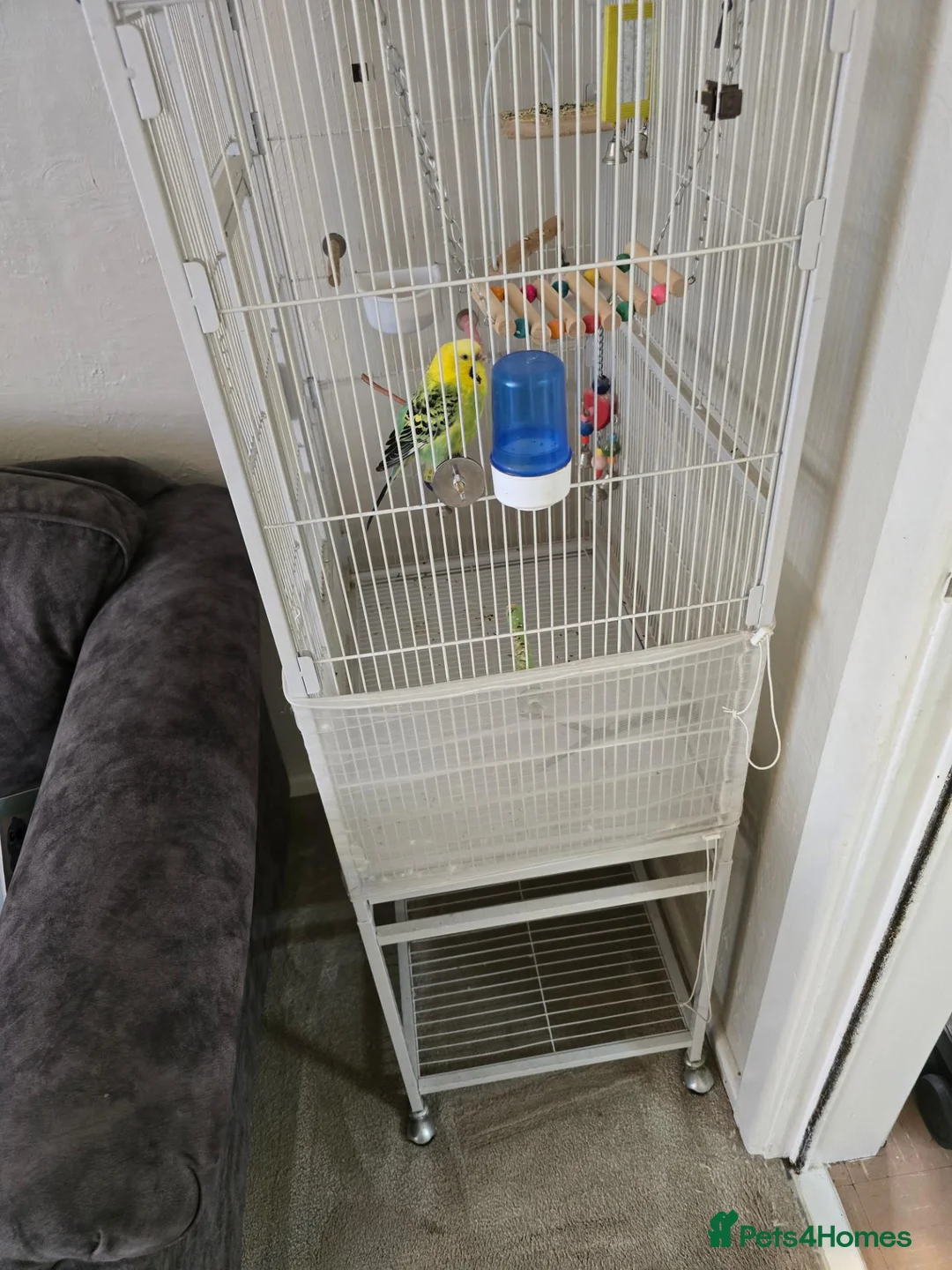 Budgerigars birds for sale: Budgie & cage with accessories. in Walsall - Advert 5