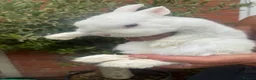 Netherland Dwarf rabbits for sale: Netherland Dwarf  Adults for sale  - Advert 2