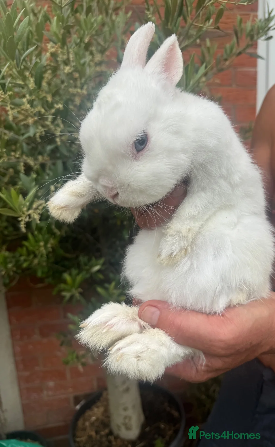 Netherland Dwarf rabbits for sale: Netherland Dwarf  Adults for sale  - Advert 2