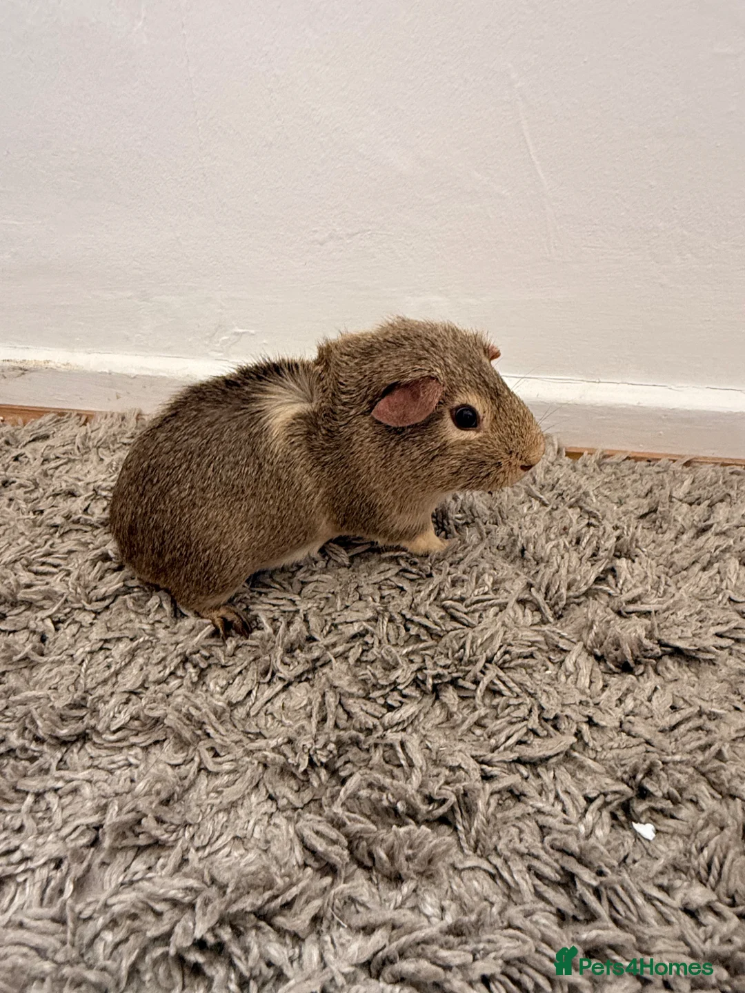 Guinea Pig rodents for sale: 3 male guinea pigs  - Advert 2