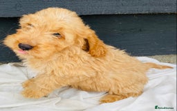 Cockapoo dogs for sale: Gorgeous f1 cockerpoos - Image 5