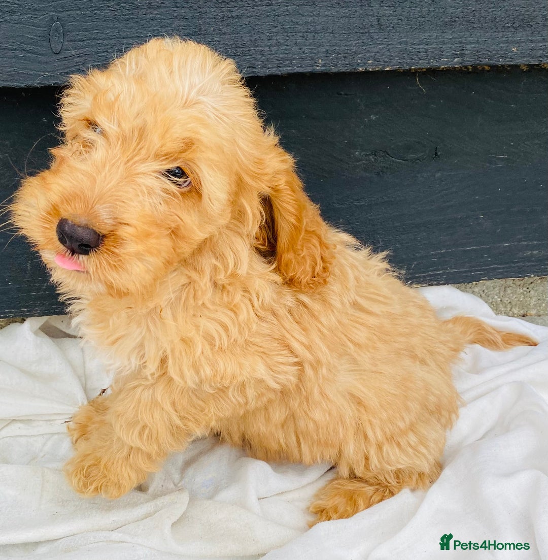 Cockapoo dogs for sale: Gorgeous f1 cockerpoos - Image 5