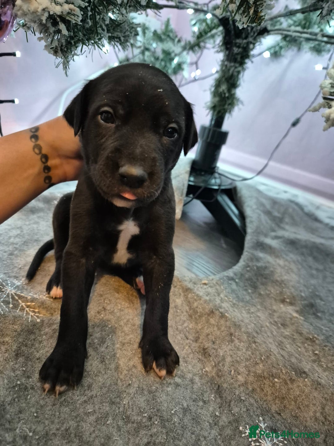 Mixed Breed dogs for sale: Gray bull hounds  - Advert 7