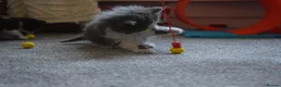 Mixed Breed cats for sale: 5 Beautiful Kittens Looking for Forever Homes - Advert 20