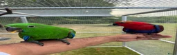 Parrots birds for sale: Hand reared Eclectus ready in 2 weeks! in Skipton - Advert 2