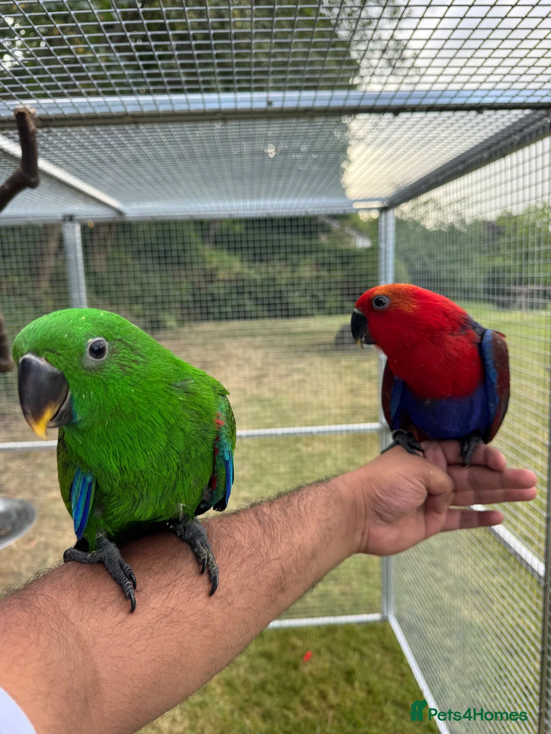 Parrots birds for sale: Hand reared Eclectus ready in 2 weeks! in Skipton - Advert 2