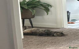 Mixed Breed cats for sale: 2 gorgeous girls tabby and tortoise shell - Image 3