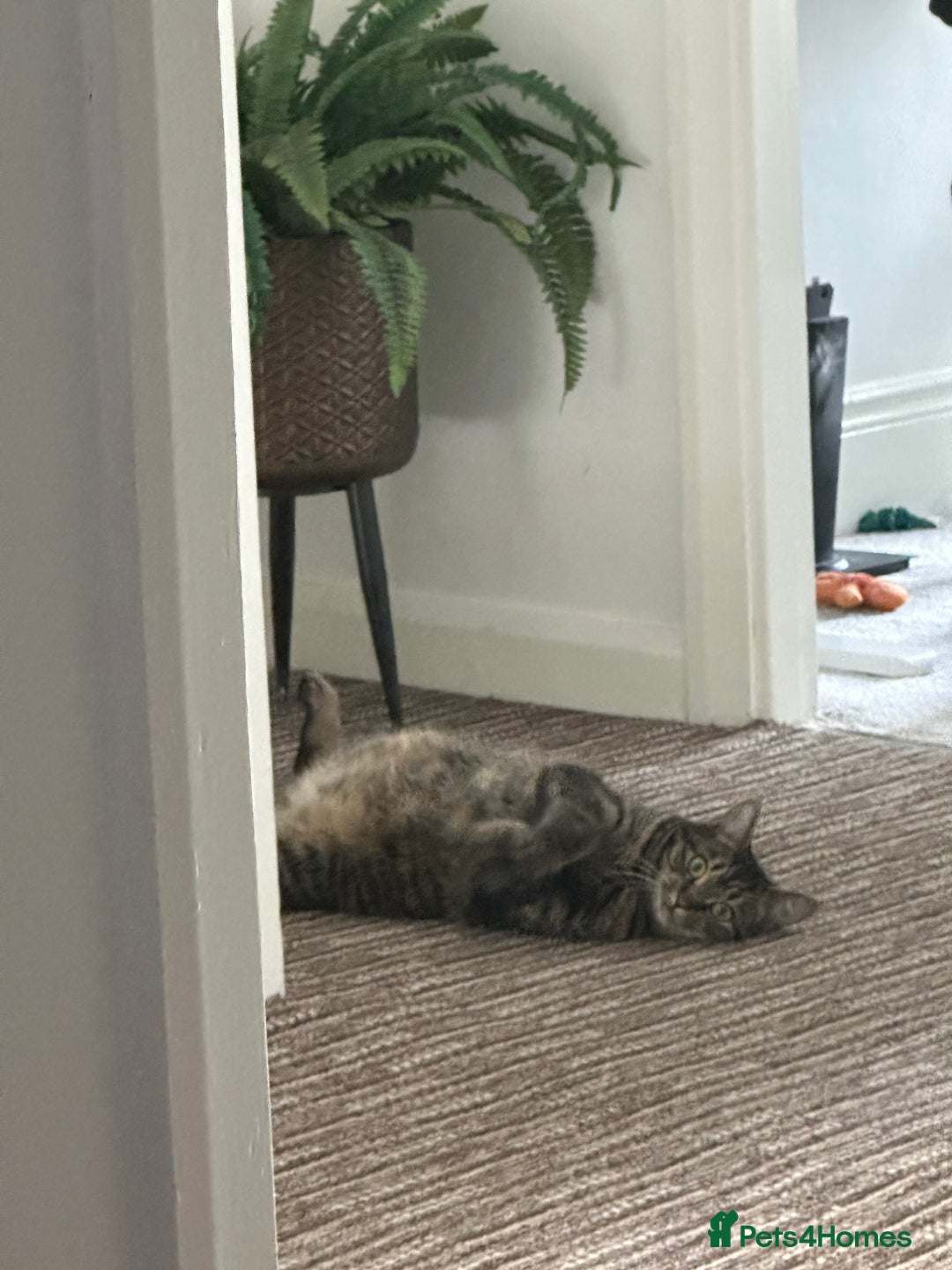 Mixed Breed cats for sale: 2 gorgeous girls tabby and tortoise shell - Image 3